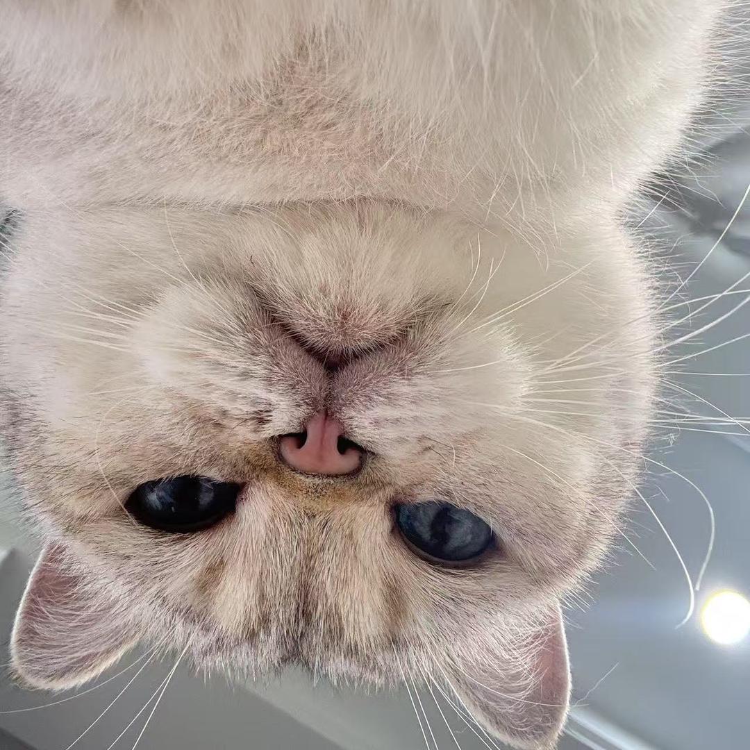 ꒰❤ᐡ❤ෆ ͙꒱