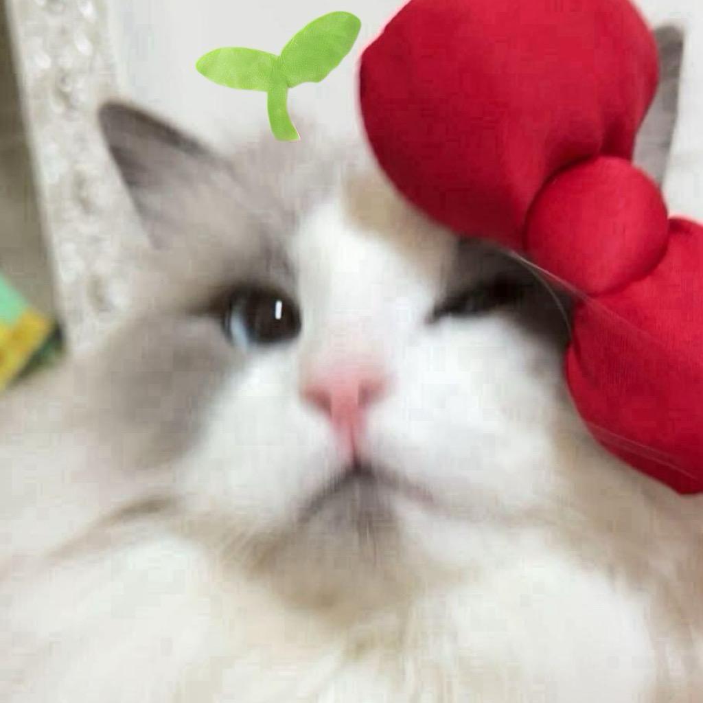 汤真的很圆🌱