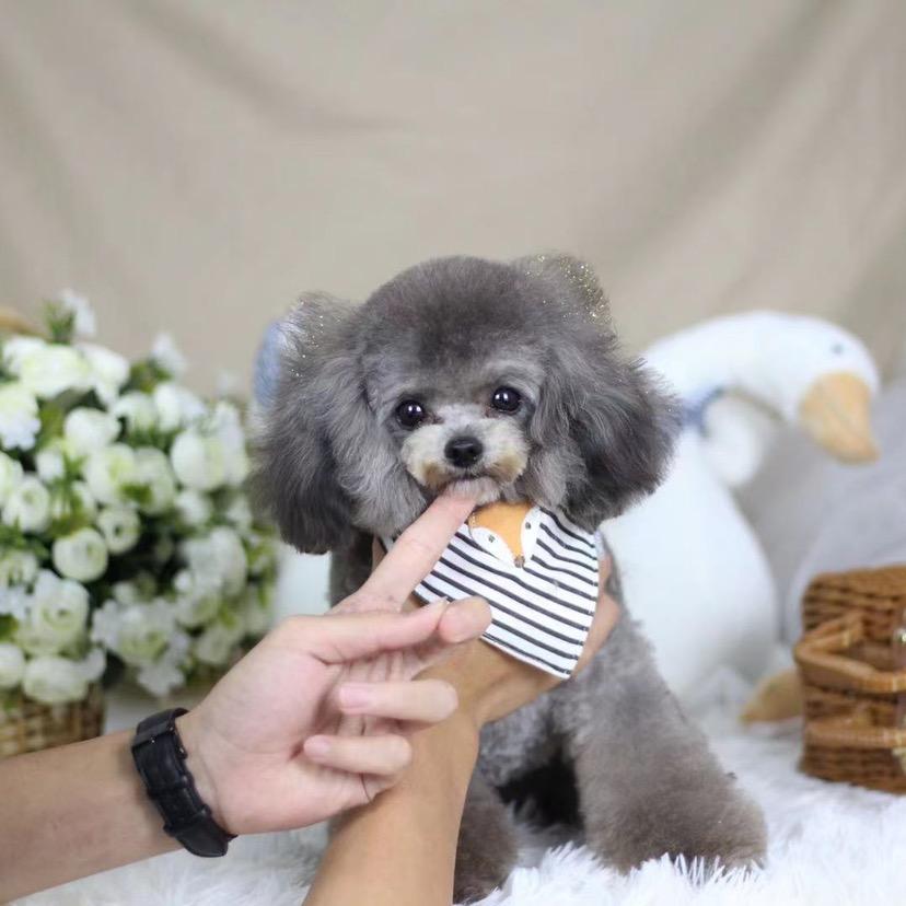 三亚海棠湾宠爱有家宠物店经营部