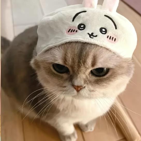 饼饼