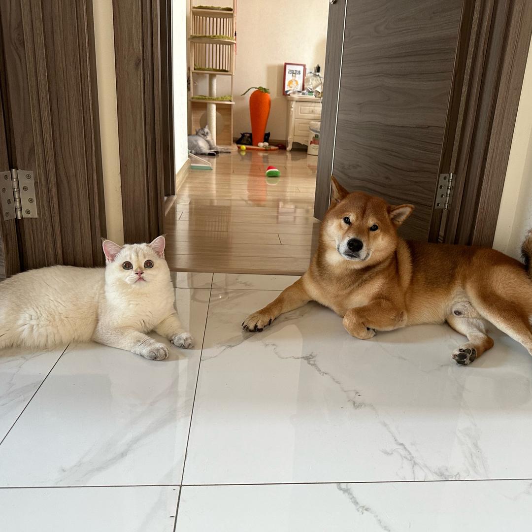 珠珠阿姨好多猫狗