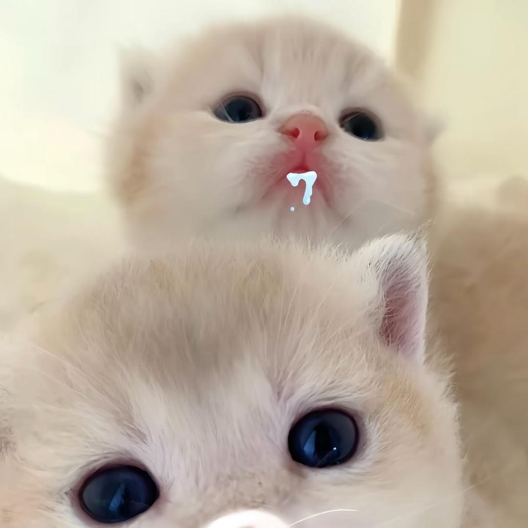 茵