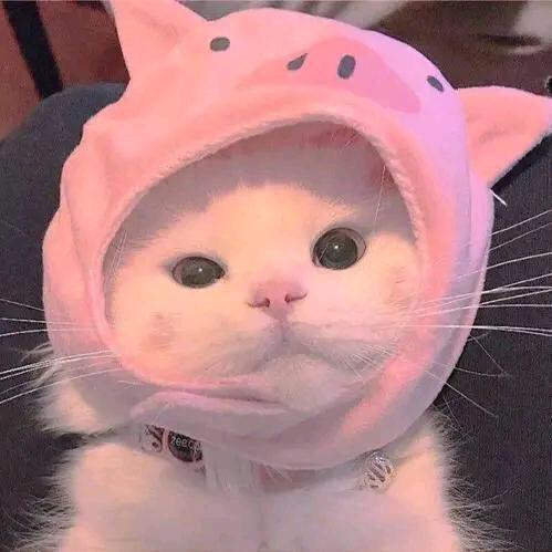 青浮🐾