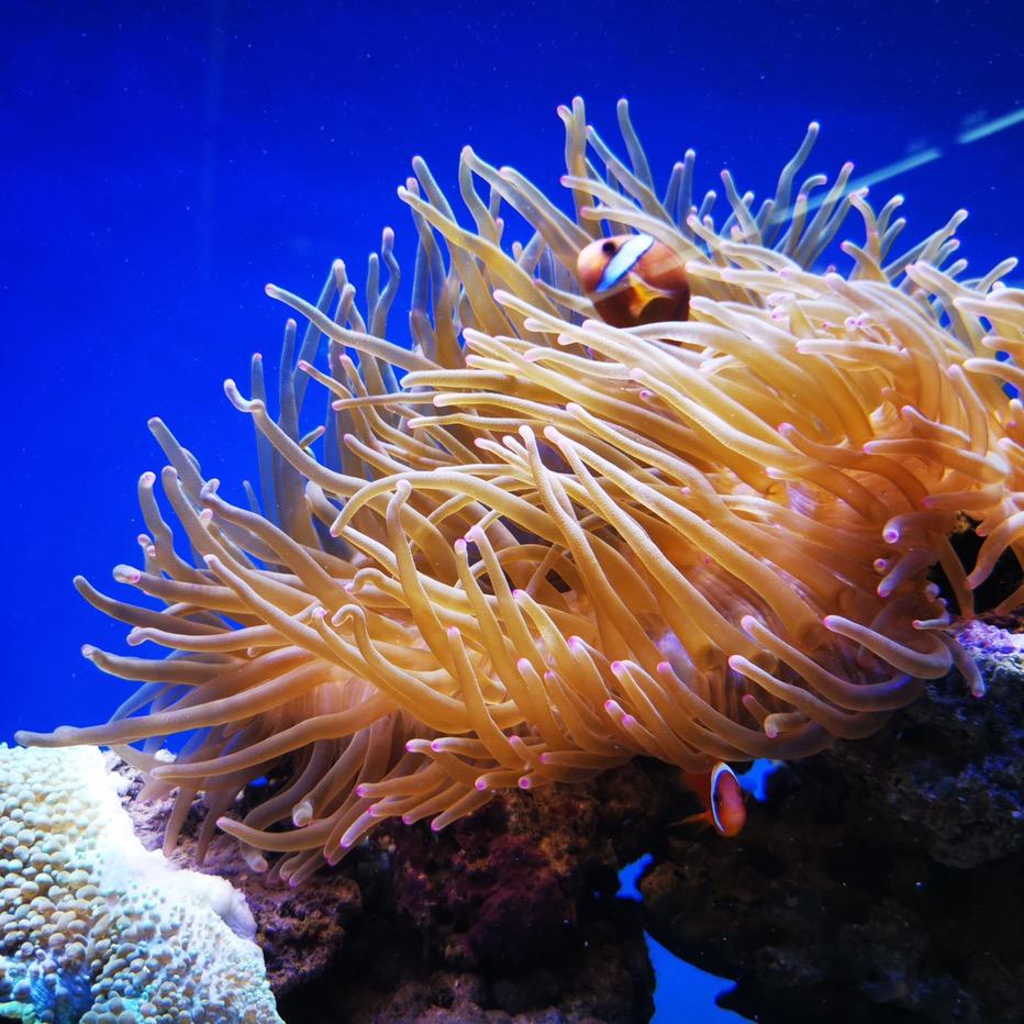 珠海鱼情水族专业海鲜池生产厂家