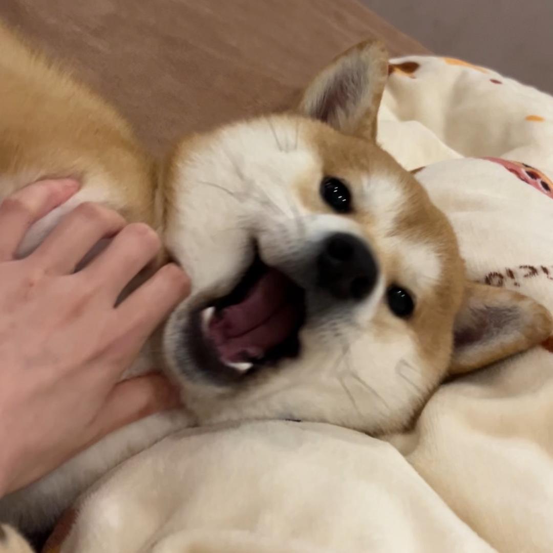 柴柴米