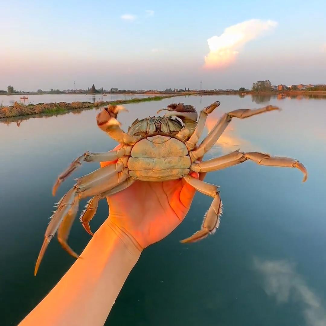 洪苏大闸蟹
