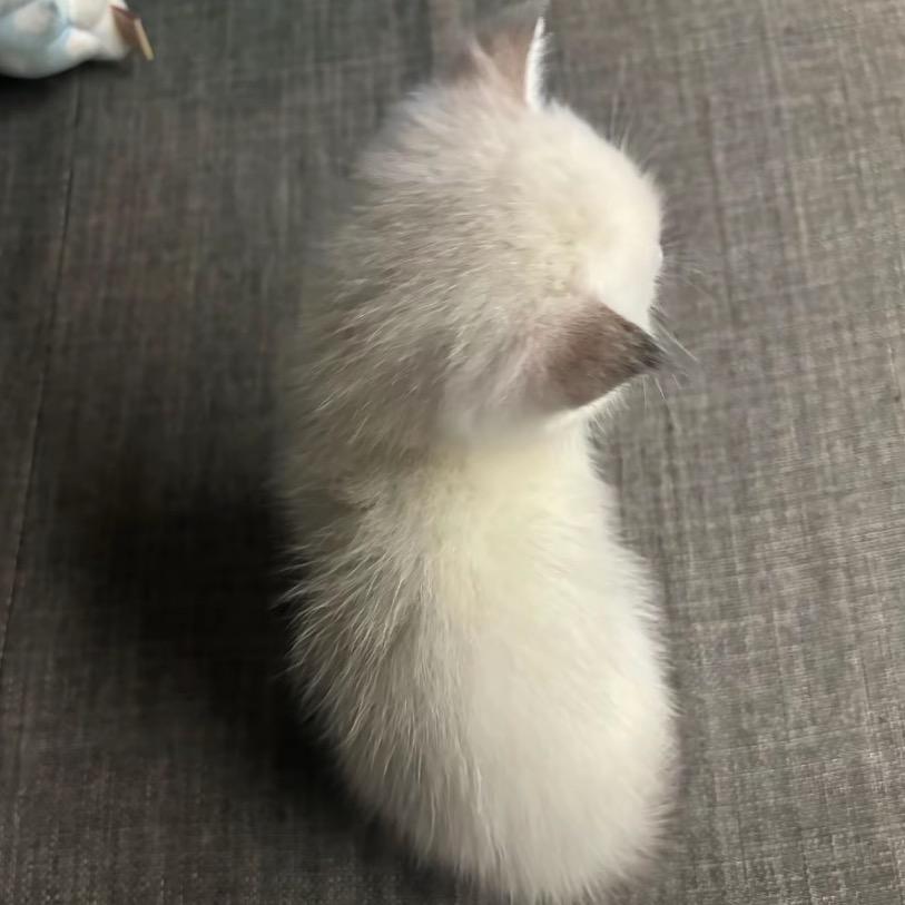 ⁺ʚ轩>𖥦<轩ɞ⁺