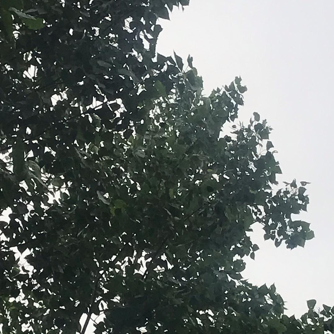 风清月明