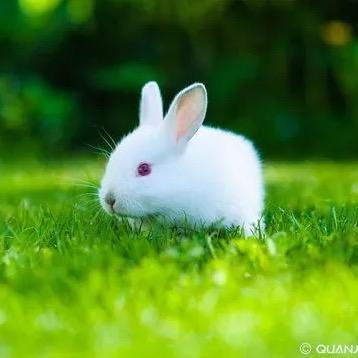 🐇