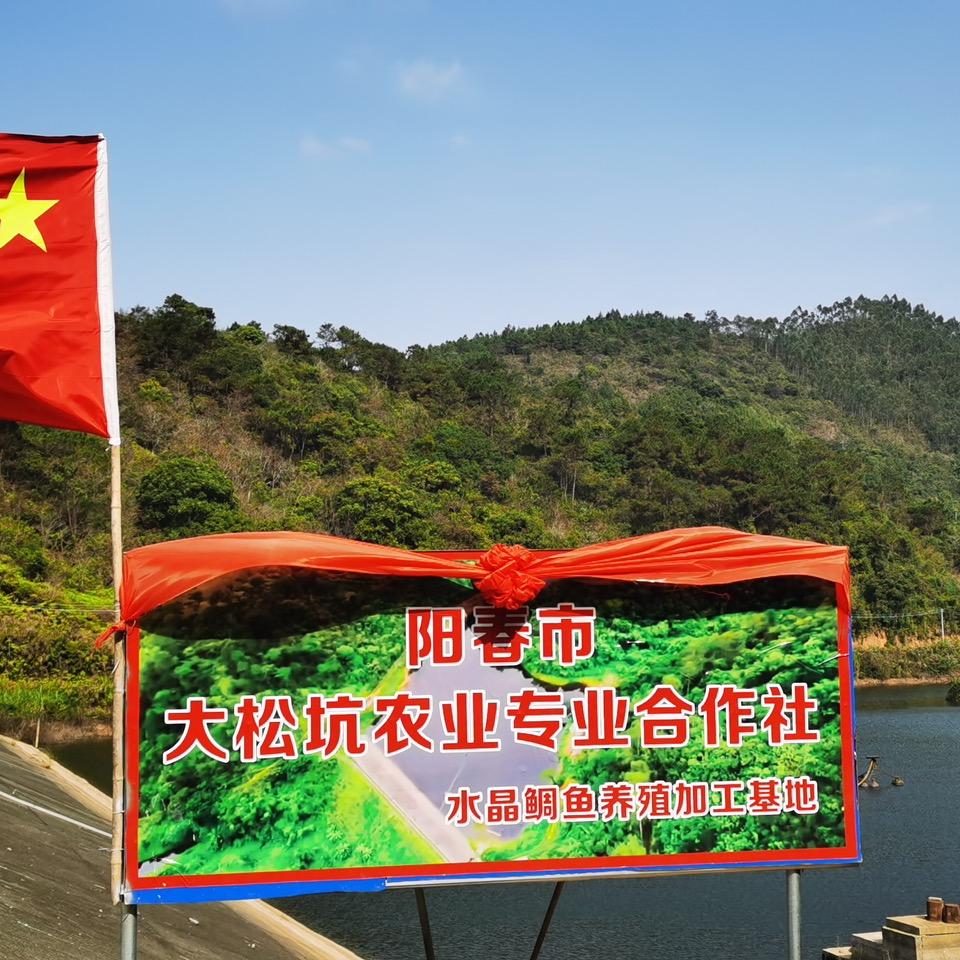 鲷鱼公主