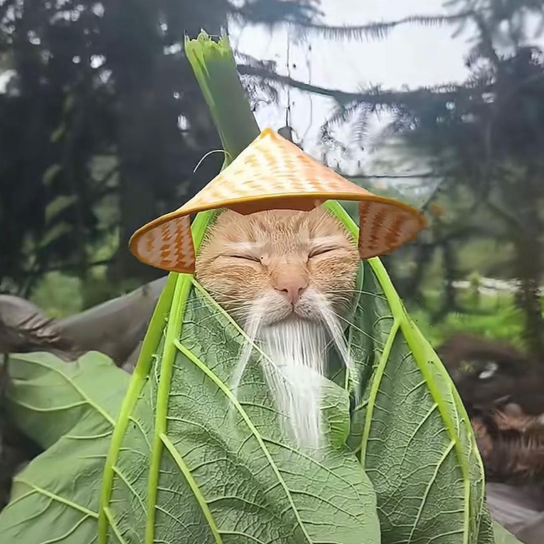 哈基米莫南北绿豆