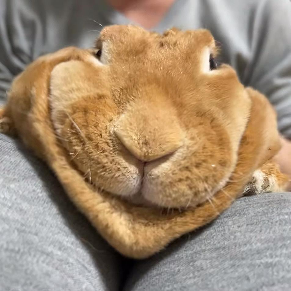 孤独的洽妹儿🐸