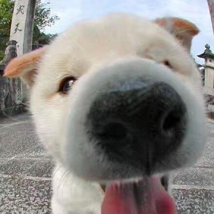 遇见溜芒就挨打