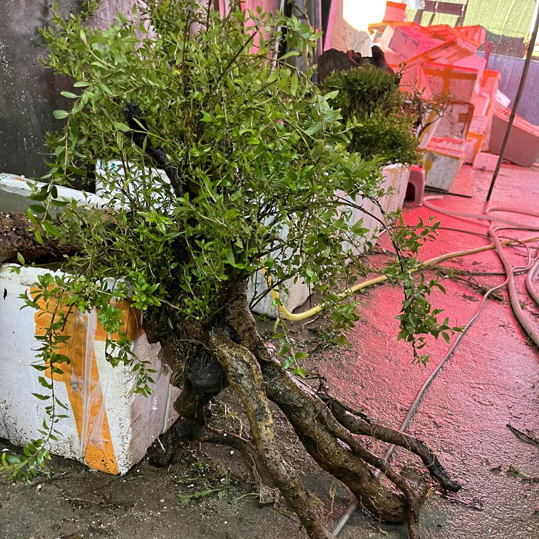 古道绿植