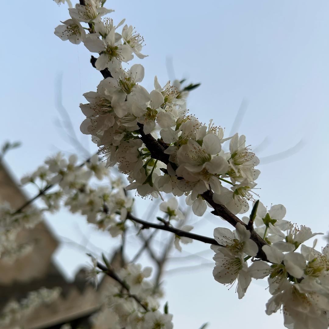 教数学的Xu老师(2年级）