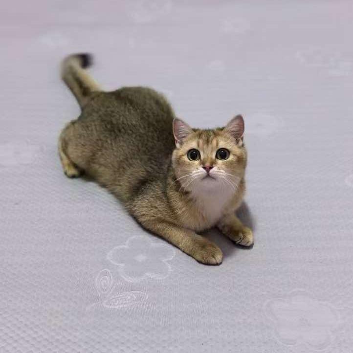 宋宋的奇思妙想