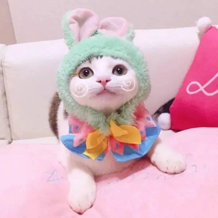 ₍˄乖一点༝·͈˄*₎ ✨