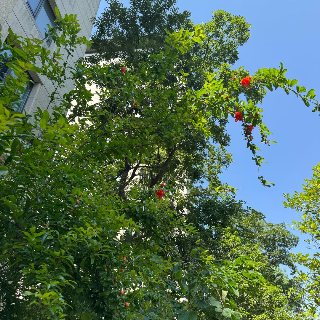 Volantis 瓦兰提斯