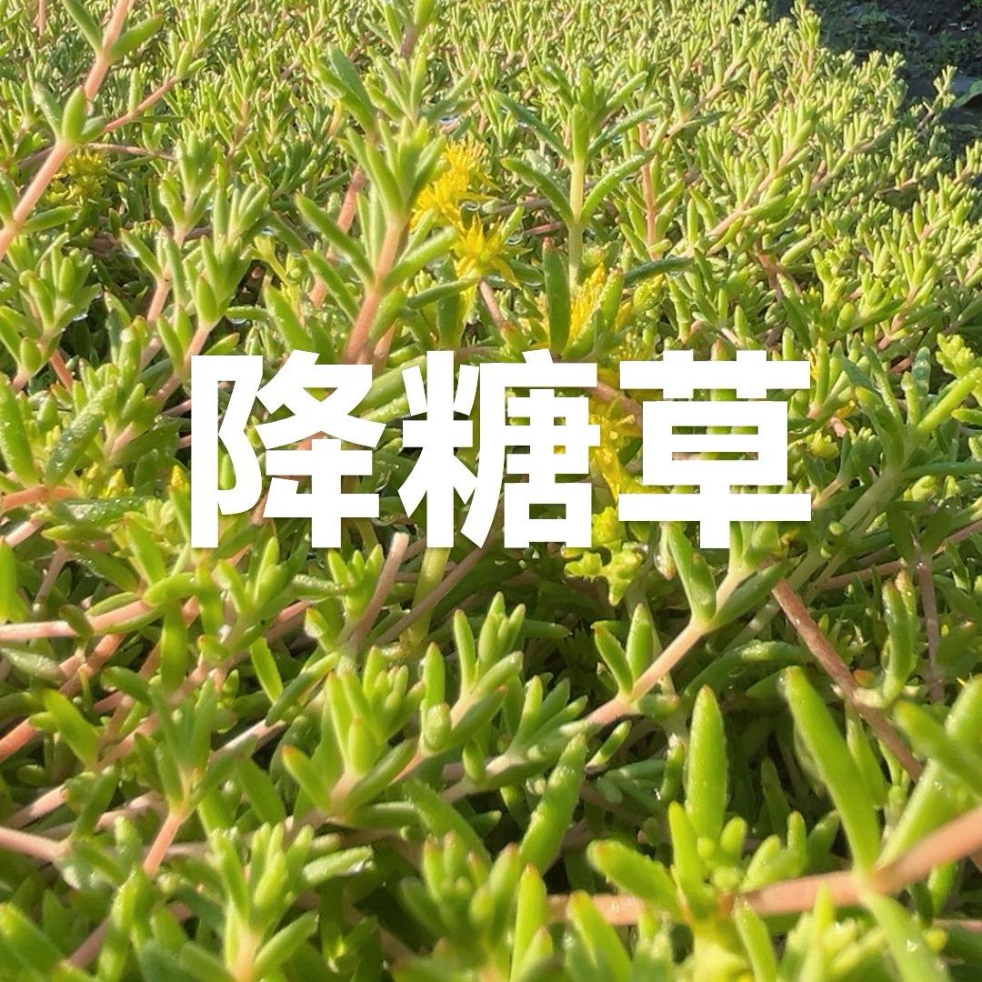 唐唐，压压的小苦草
