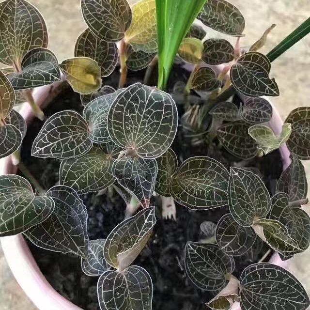 圣延金草^_^商品店