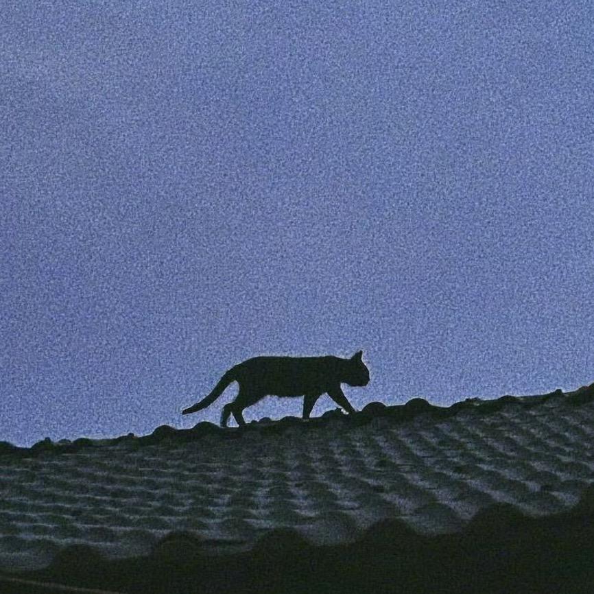 悲伤𝙆𝙞𝙩𝙩𝙮猫.