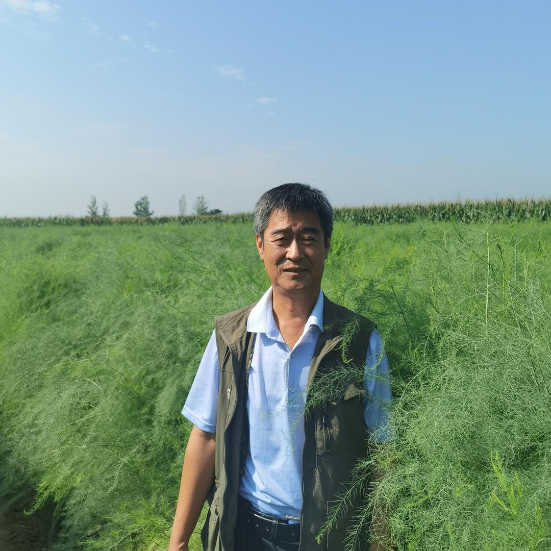 华东芦笋种苗基地