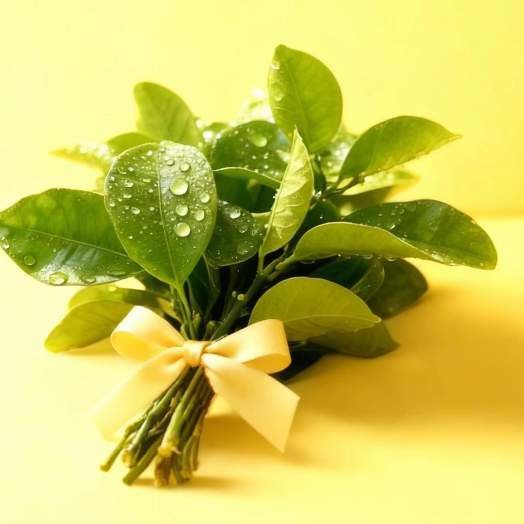 袁媛是圆圆（3见十勤版）