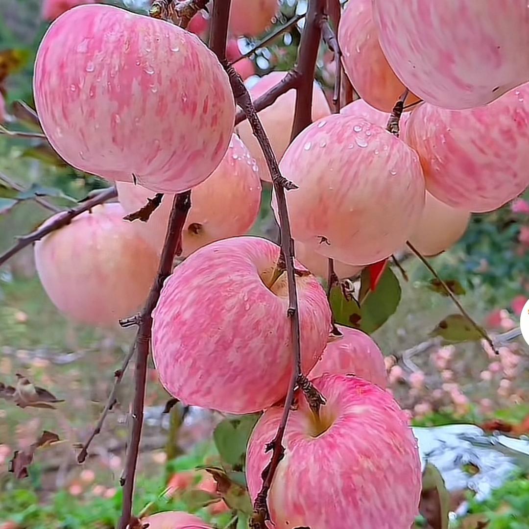 羽宇宝贝