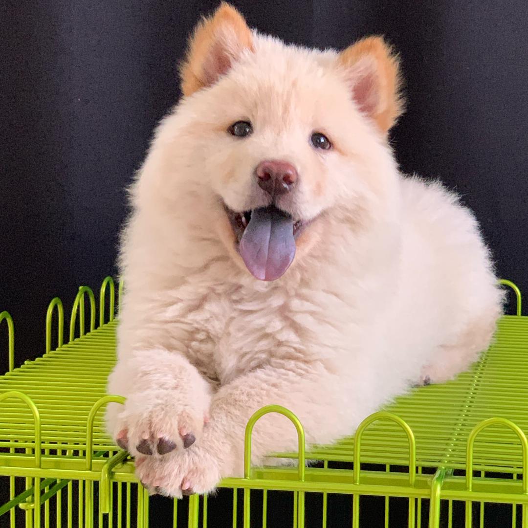 表哥犬舍