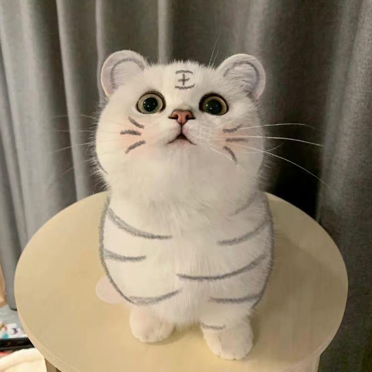 灰灰子～