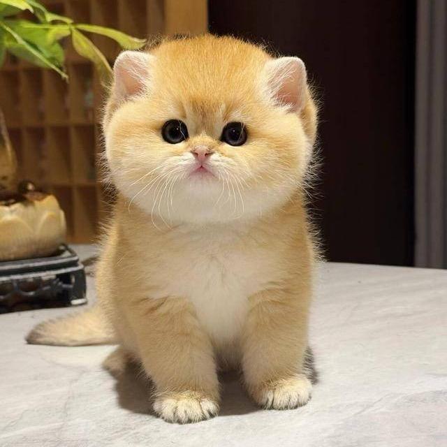 萌萌猫咪宠物源头供应链