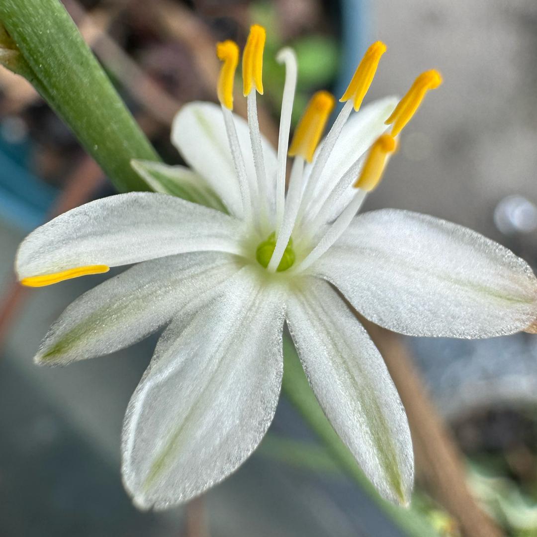 《怜熙》양영ಋ