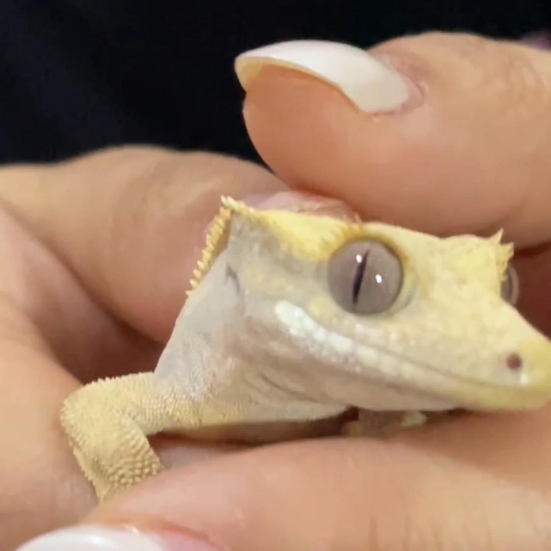 家有萌宠🦎