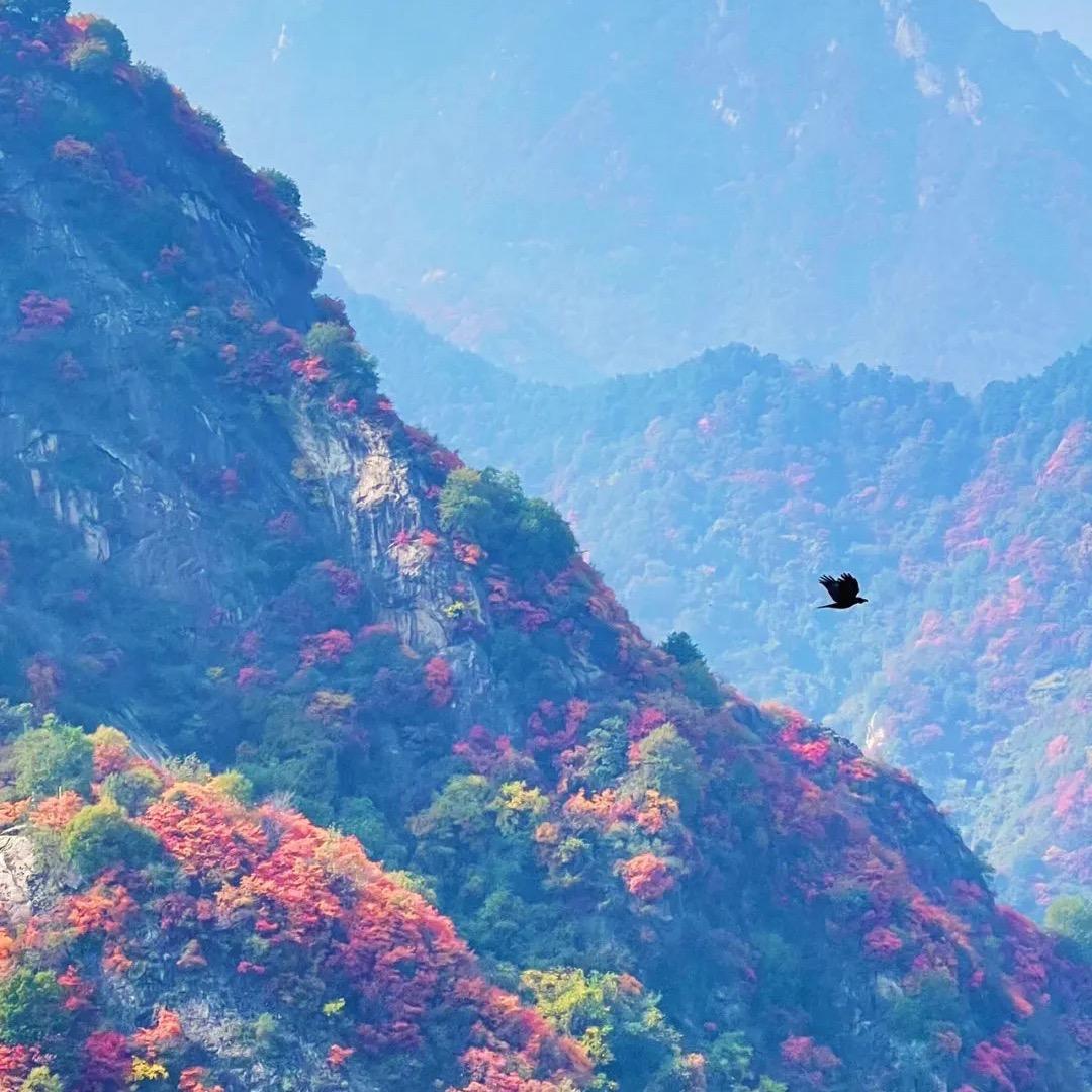 山木