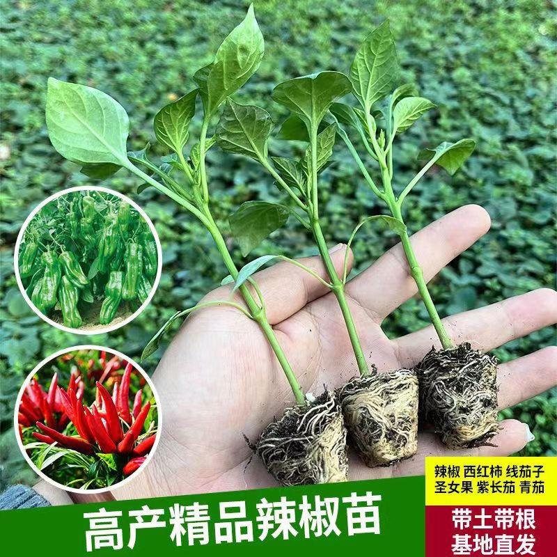 农信菜苗