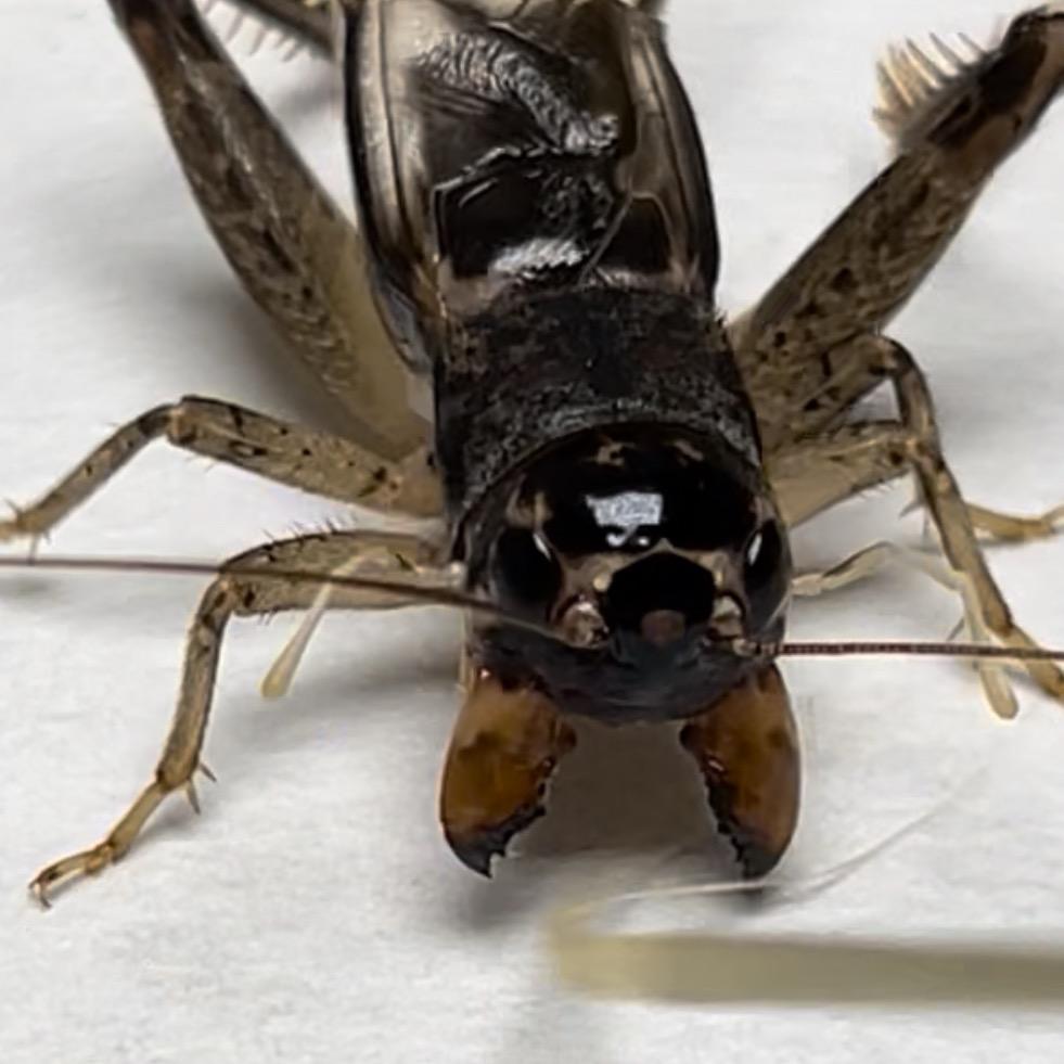 宁津八月—【秋选团队】小毕