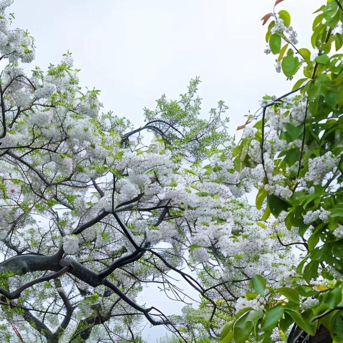 ♊️🛐💘💞💗☦️✡️（收徒）