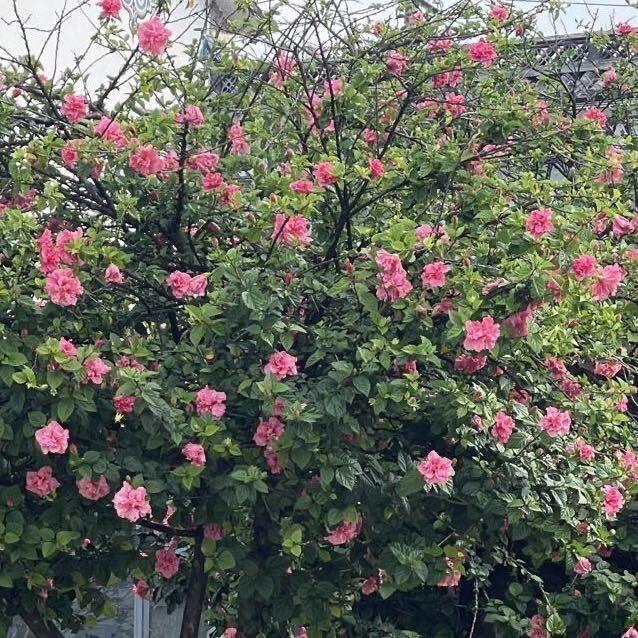 我是我