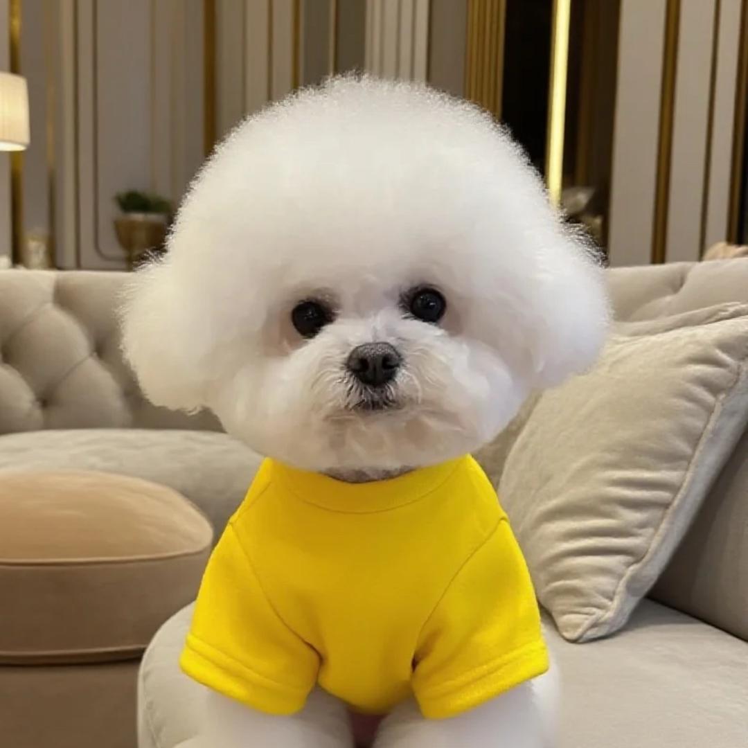 毛球的糖罐子