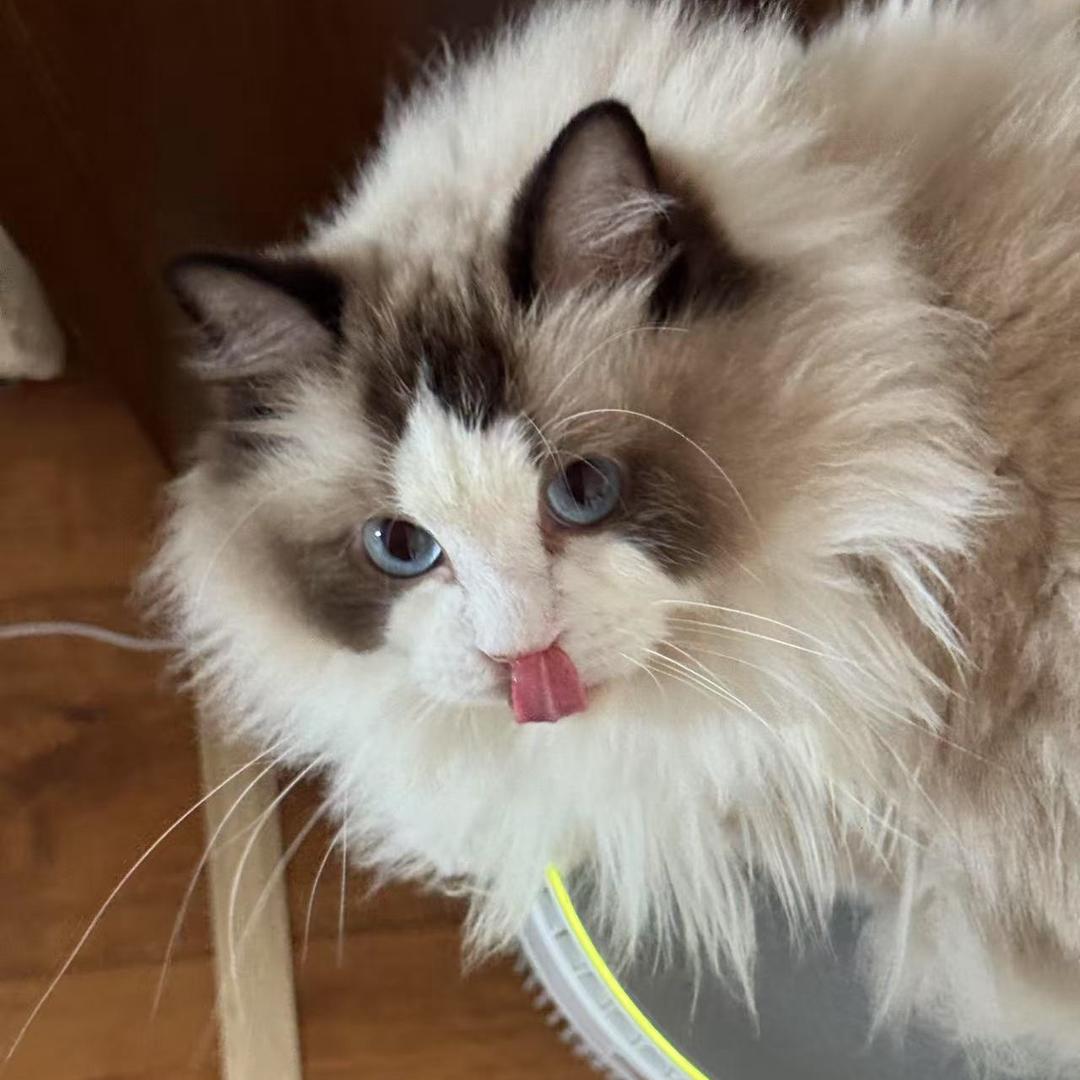 饭团只吃猫粮