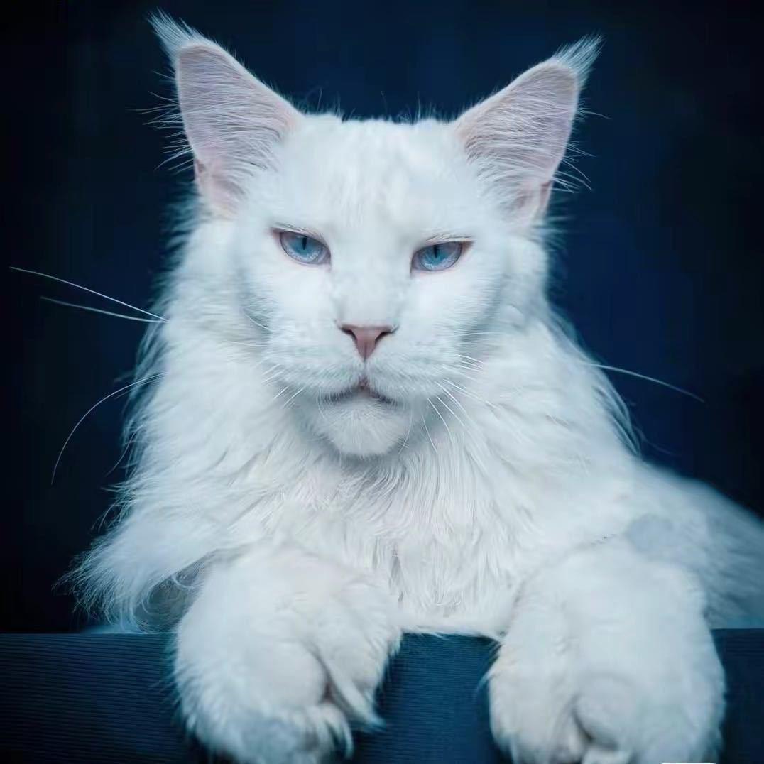 被鬼掐过的嗓子。