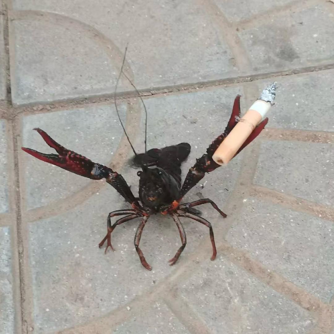 抽烟虾