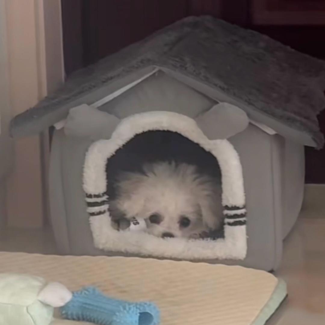 小安同学吖