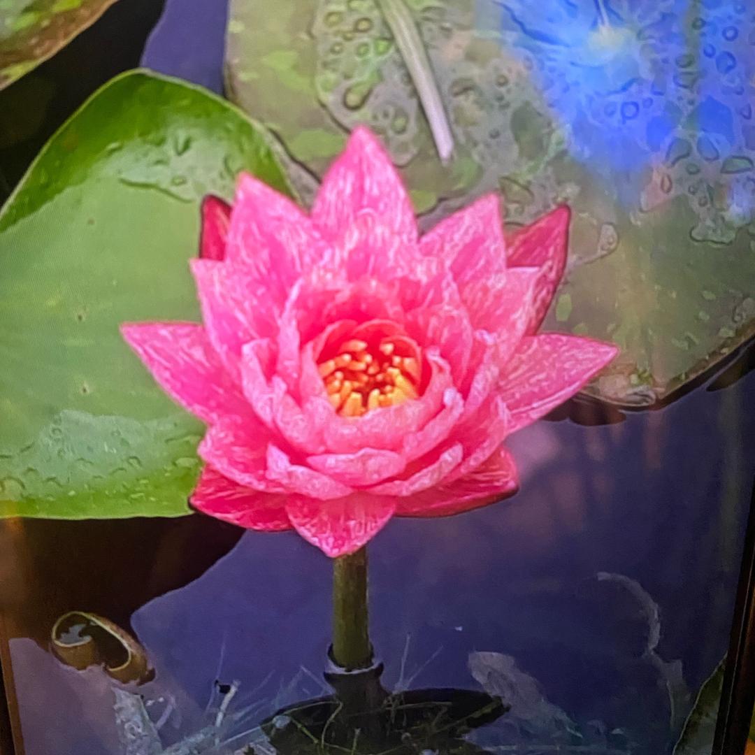 千家粗粮王 荟聚店 宁苗