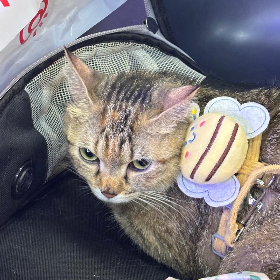 鼻嘎没有大鼻嘎