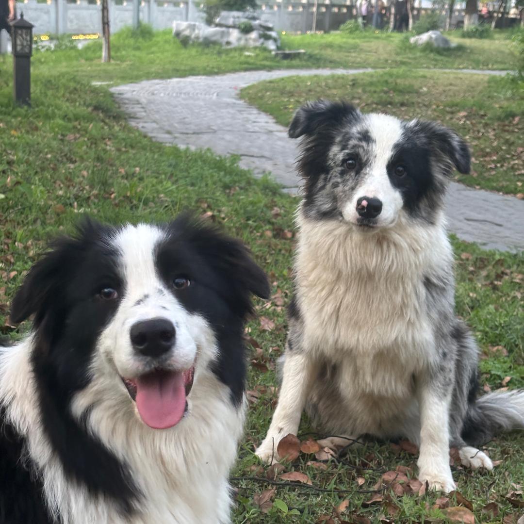 青蛙🐶蛤蟆