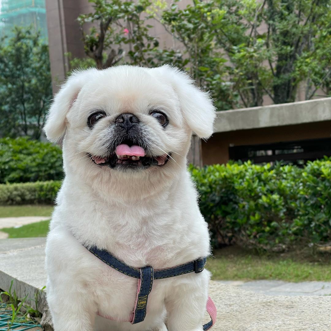 球球宝