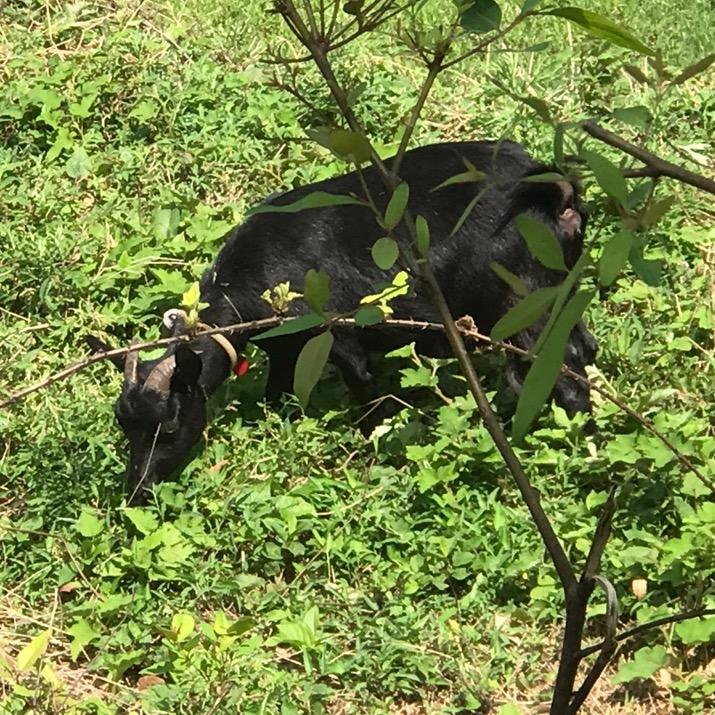 志哥仔，养殖黑山羊