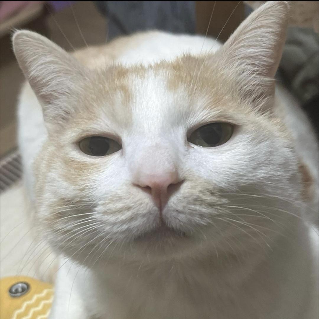 失心蜂