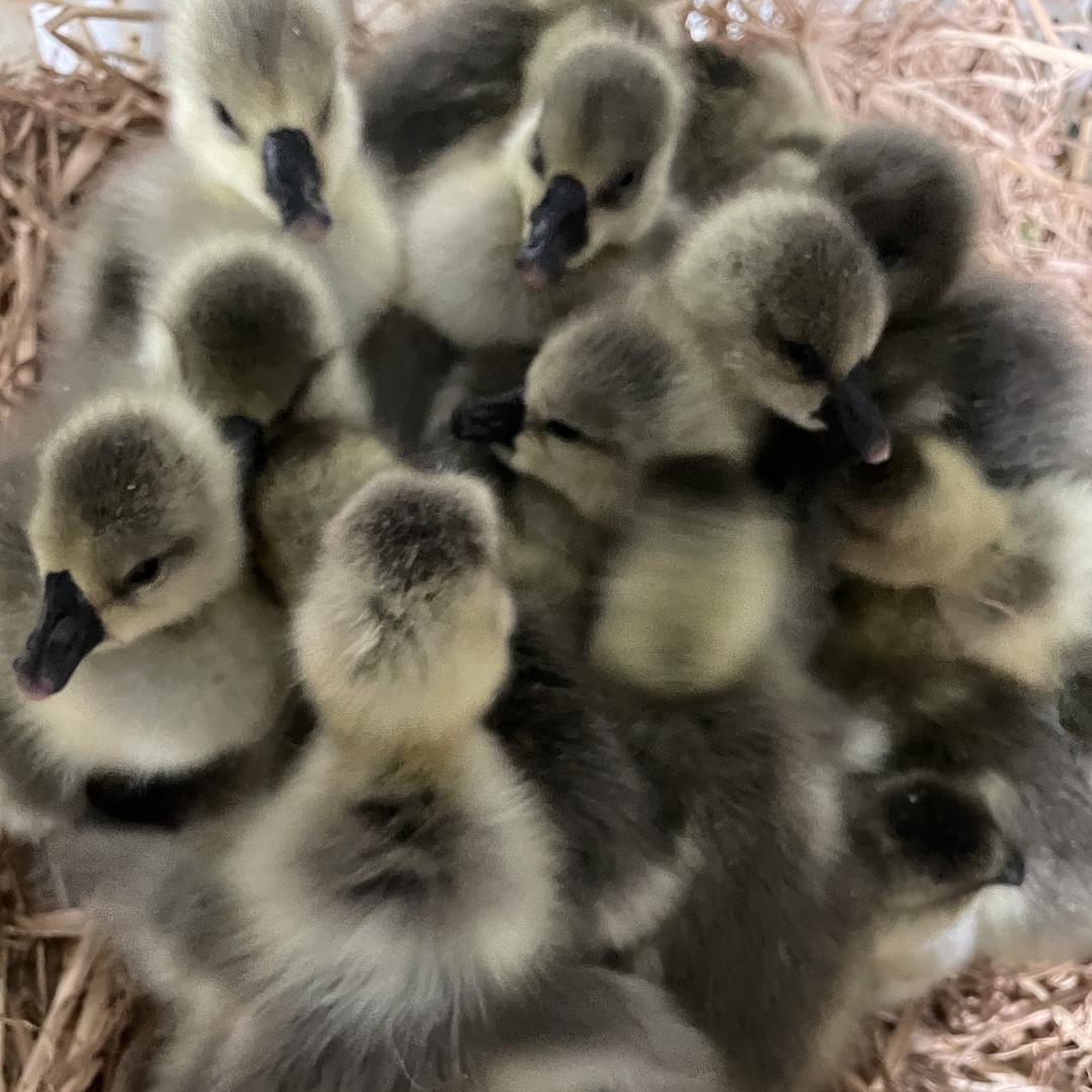 小王狮头鹅养殖基地